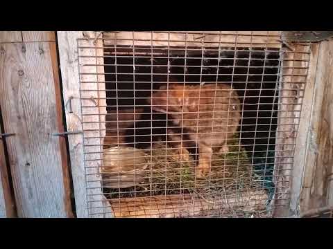 Видео: Как получить больше прибыли с кроликов