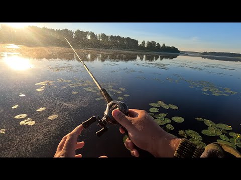 Видео: Летом щука клюет только на эти 2 приманки