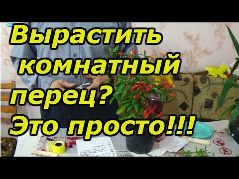 Видео: ХОТИТЕ ВЫРАСТИТЬ КОМНАТНЫЙ ПЕРЕЦ? ВСЁ ОЧЕНЬ ПРОСТО!!!