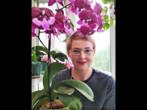 Видео: Обзор биопрепаратов