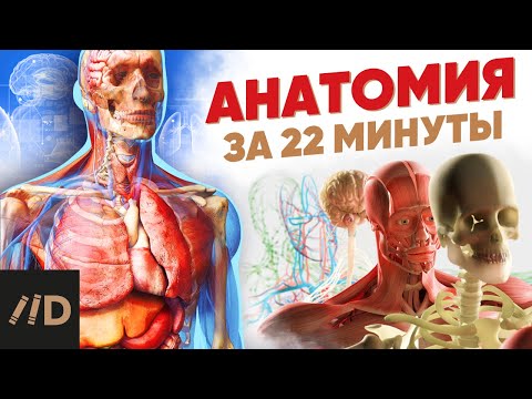 Видео: Анатомия за 22 минуты