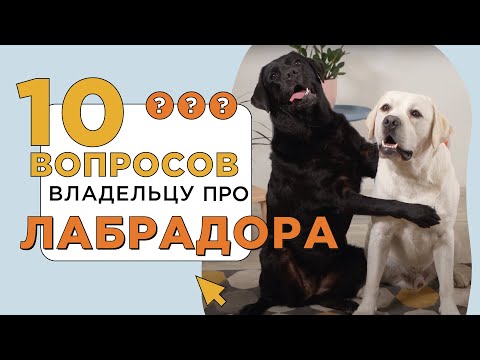 Видео: 10 вопросов владельцу про лабрадора-ретривера: характер, ум и доброта 🐶