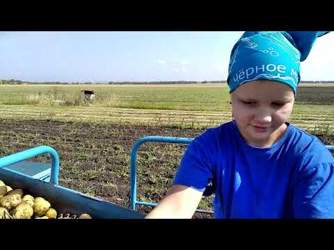 Видео: НАЧАЛО УБОРКИ КАРТОФЕЛЯ 2020г.