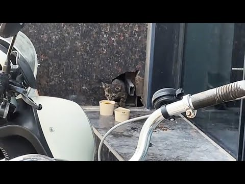 Видео: Сегодня я кормлю тебя в последний раз…