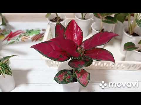 Видео: Комнатные цветы. Обзор аглаонем. Аглаонемы в мае.https://vk.com/tsvetysernyr12