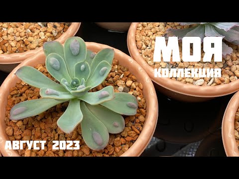 Видео: Моя коллекция #1 Август 2023