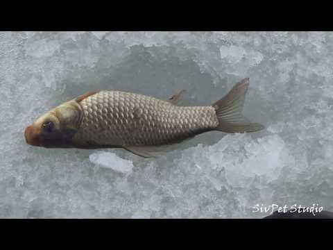 Видео: Зимняя рыбалка на карася в феврале 2020 .