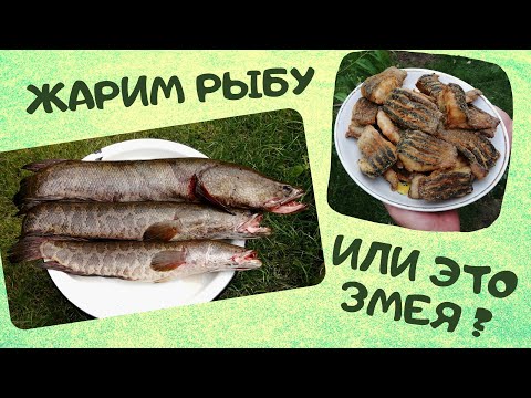 Видео: Рыба-змея | Как пожарить змееголова | ВКУСНОДЕЛ