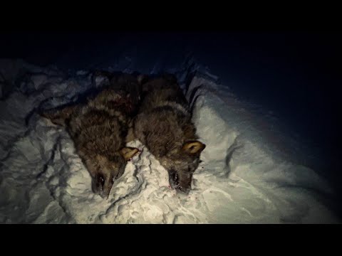 Видео: ОХОТА НА ВОЛКА 2023!!! ВОЛК ВЫШЕЛ НА МОЙ НОМЕР #охотанаволка #hunt