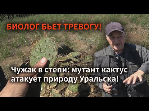 Видео: Мутант кактус  атакует природу Уральска! Биолог бьет тревогу!