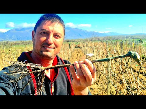 Видео: Посадка и Уход за Виноградом - Как Быстро Вырастить Виноград Дома (RU-SUB)