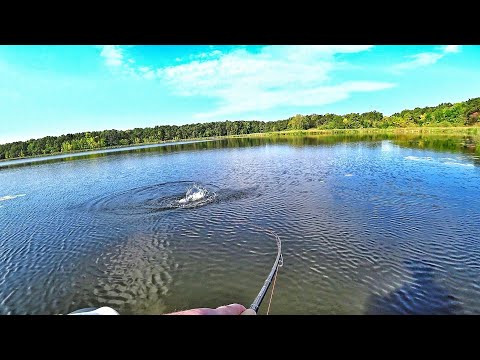 Видео: ОНИ ОЗВЕРЕЛИ! ВЫПРЫГИВАЮТ, РВУТ ПРИМАНКИ В КЛОЧЬЯ! Рыбалка на спиннинг осенью.