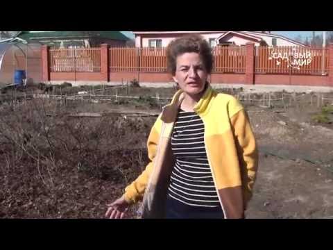 Видео: Как сажать рододендроны. Как сажать азалии