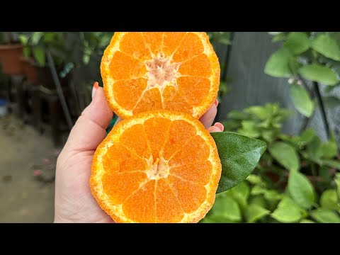 Видео: Мандарин 🍊Shasta Gold , перше плодоношення .