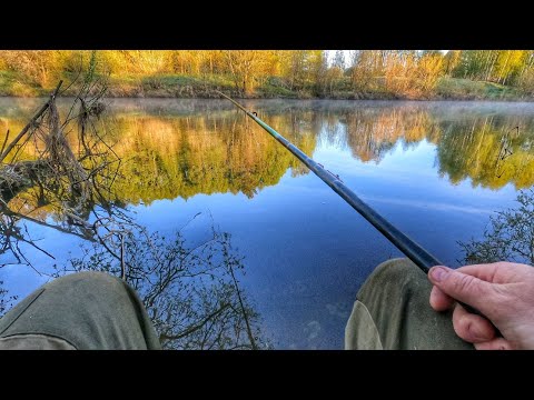 Видео: Рыбалка у дома на поплавок!Плотва,Густера.Май 2023.