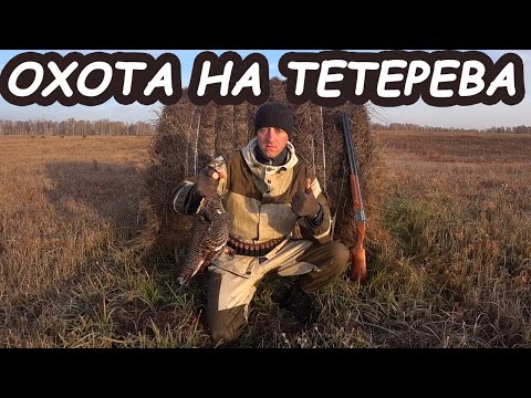 Видео: Охота на тетерева осенью | Не город TV