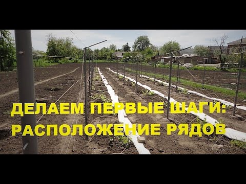 Видео: Делаем первые шаги в виноградарстве: расположение рядов