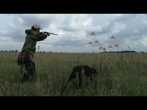 Видео: КЛАССИЧЕСКАЯ ОХОТА НА КУРОПАТКУ С ЛЕГАВОЙ