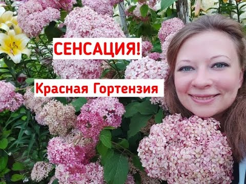 Видео: Красная древовидная гортензия: посадка, уход, подготовка к зиме, зимовка. Неукрывная гортензия!