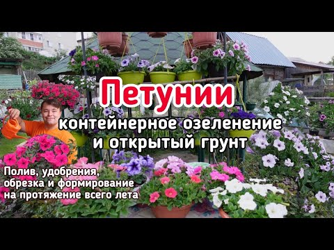 Видео: ВСЁ ПРО ПЕТУНИЮ В КОНТЕЙНЕРНОМ ОЗЕЛЕНЕНИИ И ОТКРЫТОМ ГРУНТЕ.