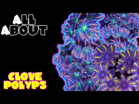 Видео: Все о гвоздичных полипах