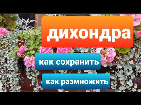 Видео: Дихондра/Способы размножения дихондры/Черенкование дихондры