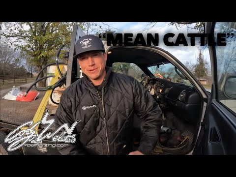 Видео: Очень умный скот — За вольерами #148