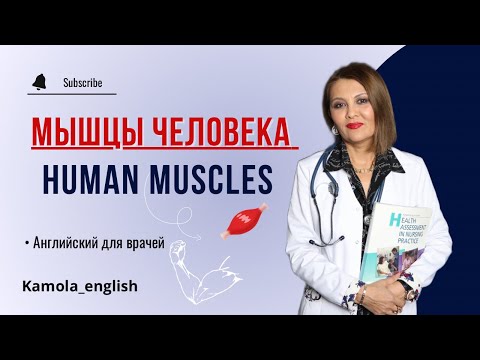 Видео: Мышцы на Английском | Human muscles | Английский для врачей | Medical English