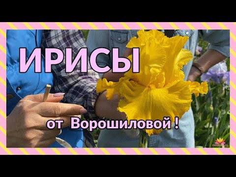 Видео: Сеянцы ирисов Ворошиловой А.Б. / Сад Ворошиловой