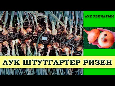 Видео: ЛУК ШТУТГАРТЕР РИЗЕН - РАННИЙ СОРТ С ОТЛИЧНОЙ ЛЕЖКОСТЬЮ  БЕЗ ПОТЕРИ СВЕЖЕСТИ И ВКУСОВЫХ КАЧЕСТВ