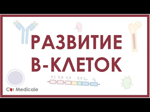 Видео: Развитие В-клеток/В-лимфоцитов