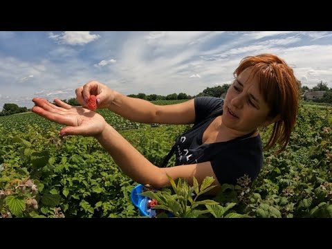 Видео: "Недооцінений сорт малини виявився скарбом! + Ціни на ягоду просто 🔥"