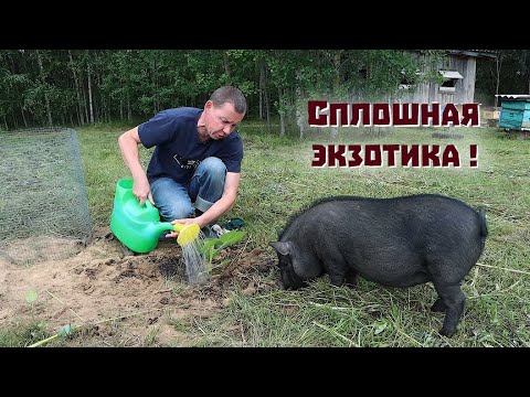 Видео: Приехал ревизор!//Гусеницы съели всё//Высаживаем экзотику.