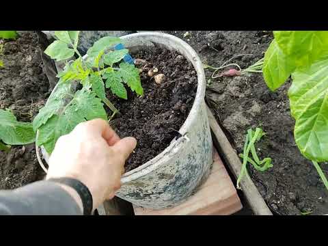 Видео: отрегулировал  батареию .снова Земля в теплице холодная +13  и помидоры както выживают.