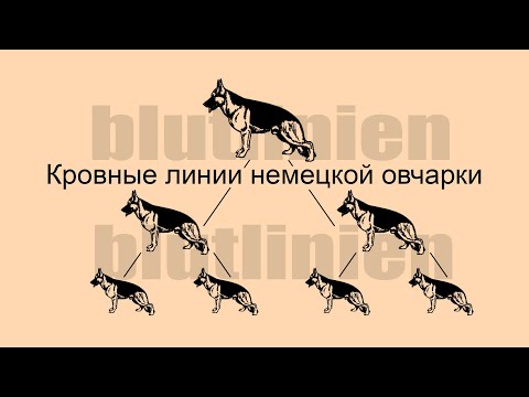 Видео: Кровные линии немецкой овчарки
