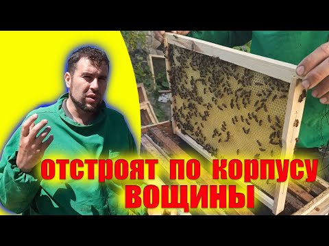 Видео: Как заставить пчел тянуть вощину. Как заставить пчёл строить соты. Когда пчелам подставлять вощину