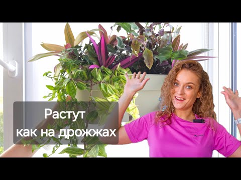 Видео: 🟣🟢 ЗИМА и ВСЕ СОРТА ТРАДЕСКАНЦИЙ В ОДНОМ ВИДЕО/ Как выглядят в разное время года