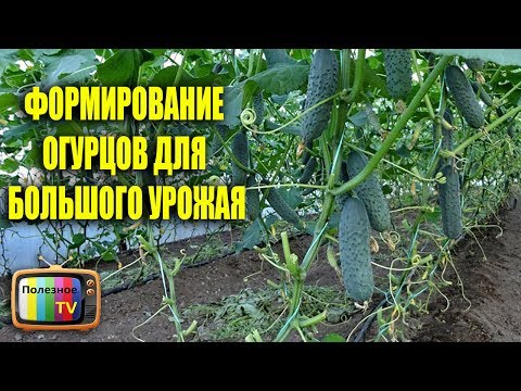 Видео: ФОРМИРОВАНИЕ ОГУРЦОВ ДЛЯ БОЛЬШОГО УРОЖАЯ