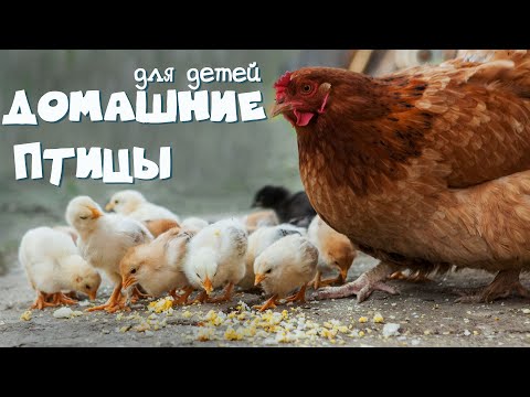 Видео: ДОМАШНИЕ ПТИЦЫ. Учим птиц по ФОТО, их голоса , детеныши и польза
