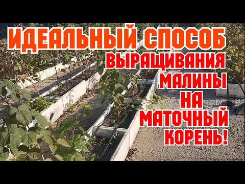 Видео: Идеальный способ выращивания малины на маточных корень!