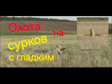 Видео: Охота на сурка. Двустволка.