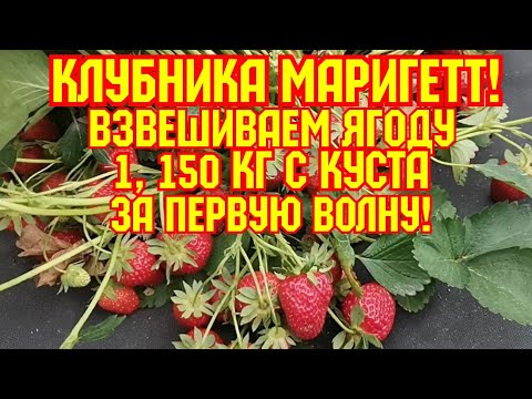 Видео: /Клубника  Маригетт, / больше 1кг, за первую волну!/