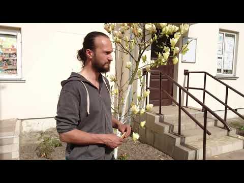 Видео: Магнолии. Часть 2