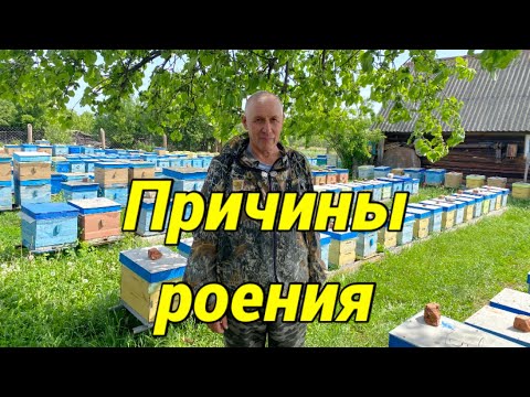 Видео: ПРИЧИНЫ РОЕНИЯ!!! Возрастной состав роя!!!