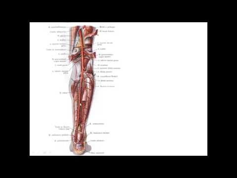 Видео: Артерии нижней конечности