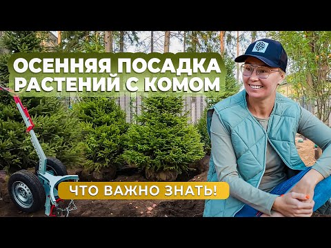 Видео: Осенняя посадка растений с комом. Что важно знать!