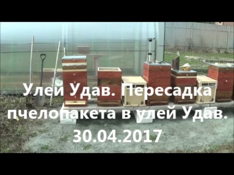 Видео: Улей Удав. Пересадка из пчелопакета в улей Удав.
