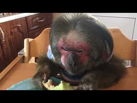 Видео: Мотя за обедом (Домашние макаки)
