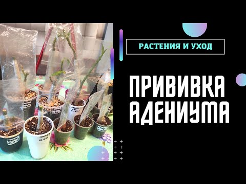 Видео: ПРИВИВКА адениума на клей и другие НОВЫЕ сорта #адениум #adenium