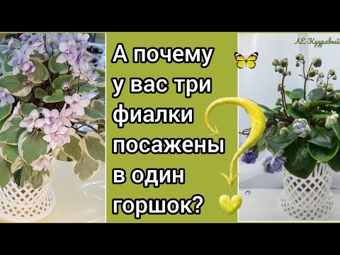 Видео: Трейлерные фиалки! Ознакомительное видео для тех, у кого нет ещё таких сортов!